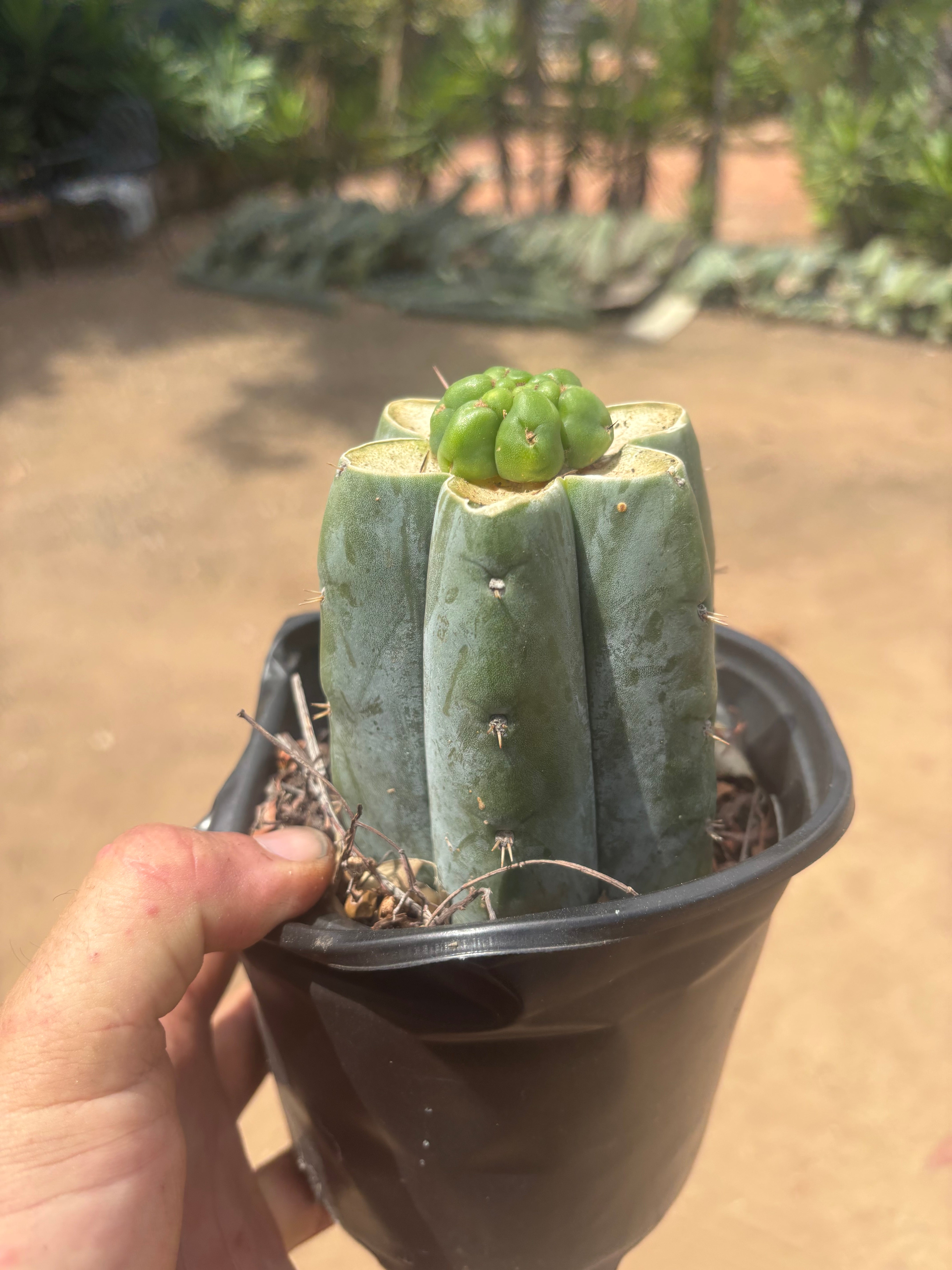 💎👑💎 Havran — Pup Graft on Rooted Shine01