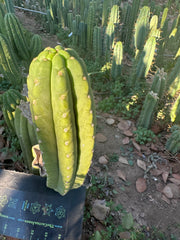 👑🌶️ The Field’s Pachanoi — Fat 10” Pup