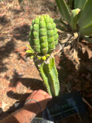 💎👑💎 Havran — Large Established Graft on PC