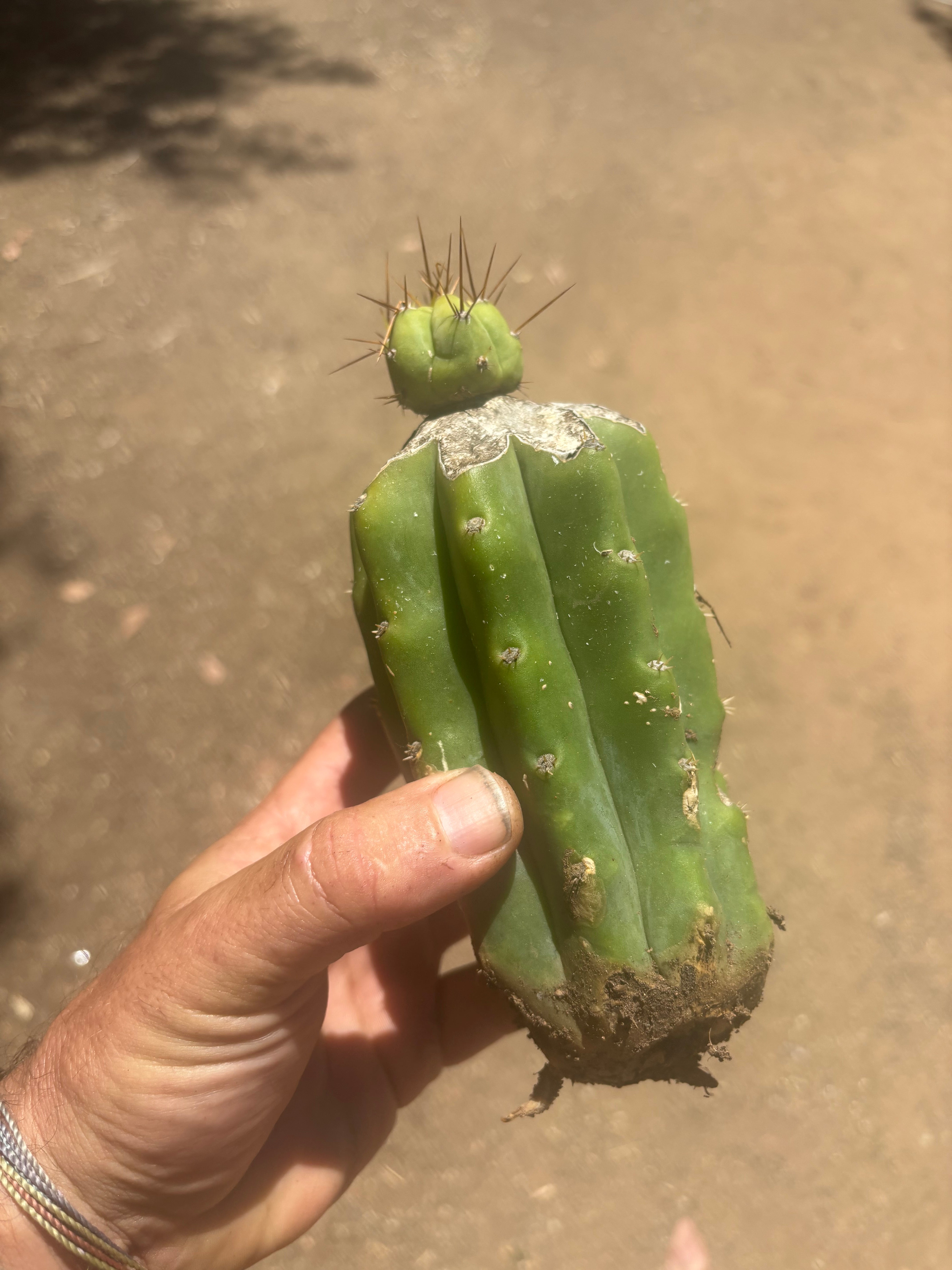 👑💎🌶️  CSD — Tip Graft on PC w/Roots