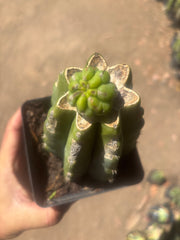 💎👑💎 Havran — Pup Graft on Rooted PC