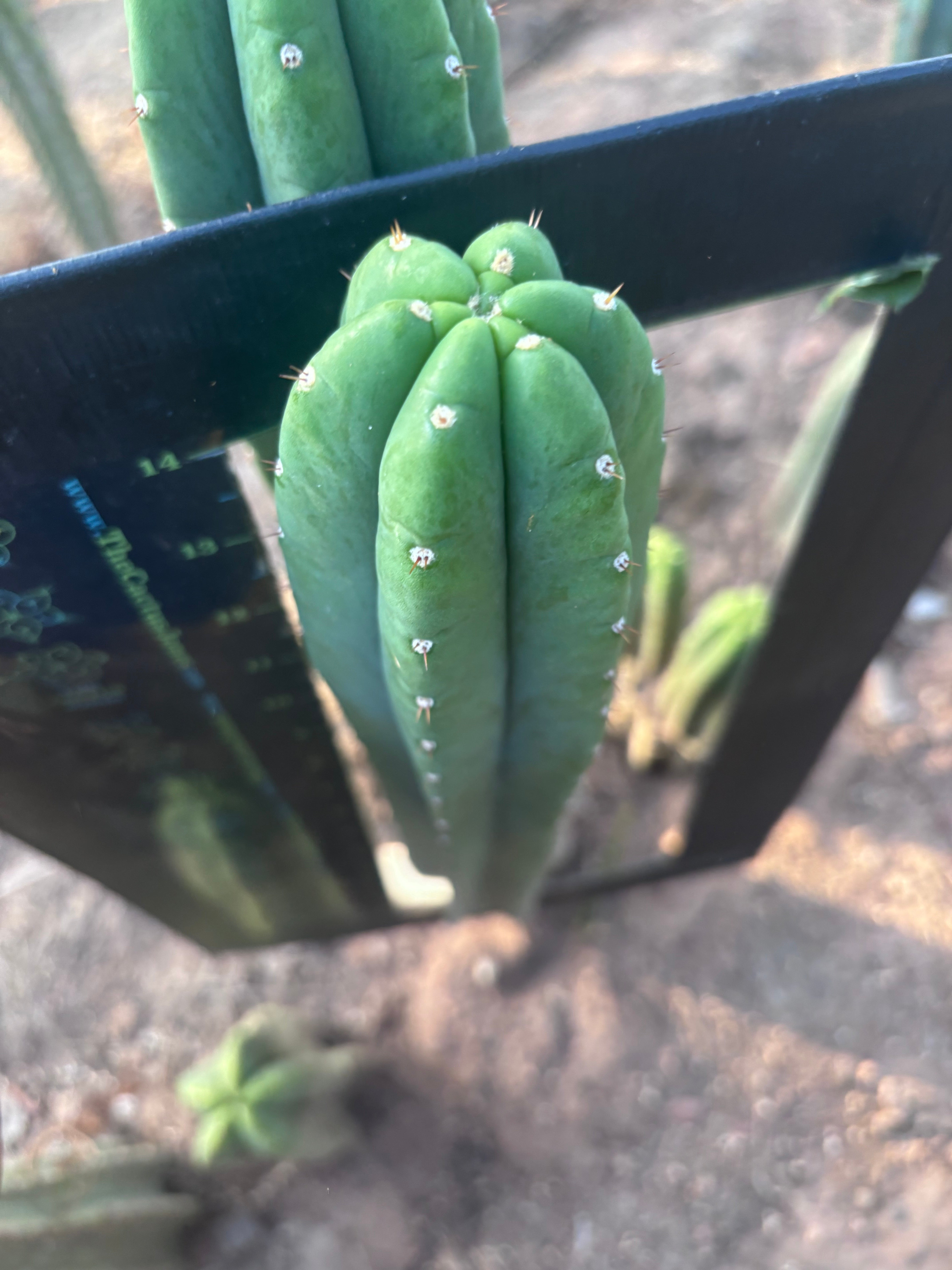 👑 Joyce — XL 15” Pup