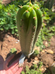 👑🌶️ Torres & Torres — 10” Tip