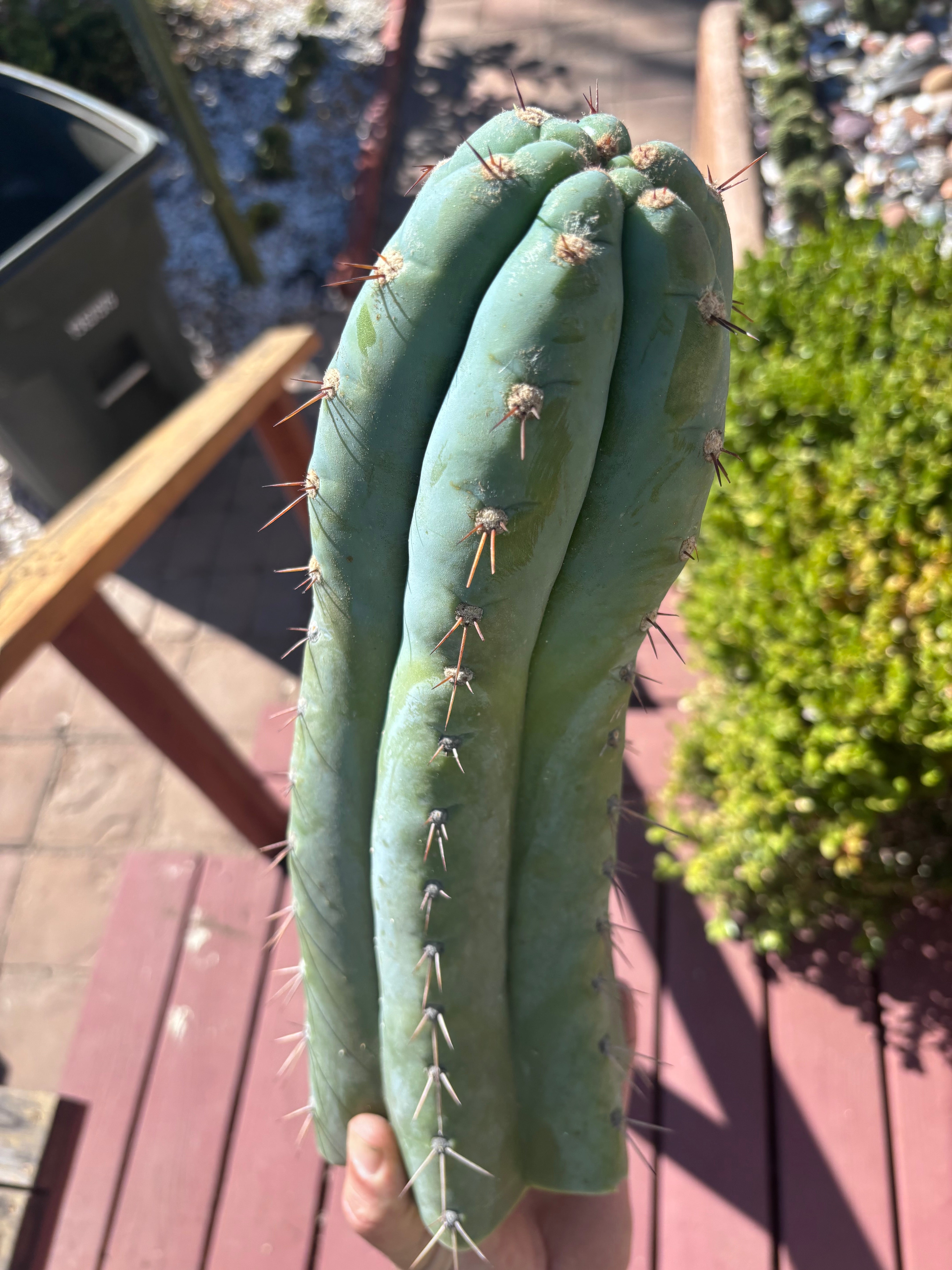 💎👑🌶️ CGG — XL 15” Tip