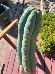 💎👑🌶️ CGG — XL 15” Tip
