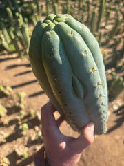 👑💎🌶️  Ashdod — Massive 12” Tip