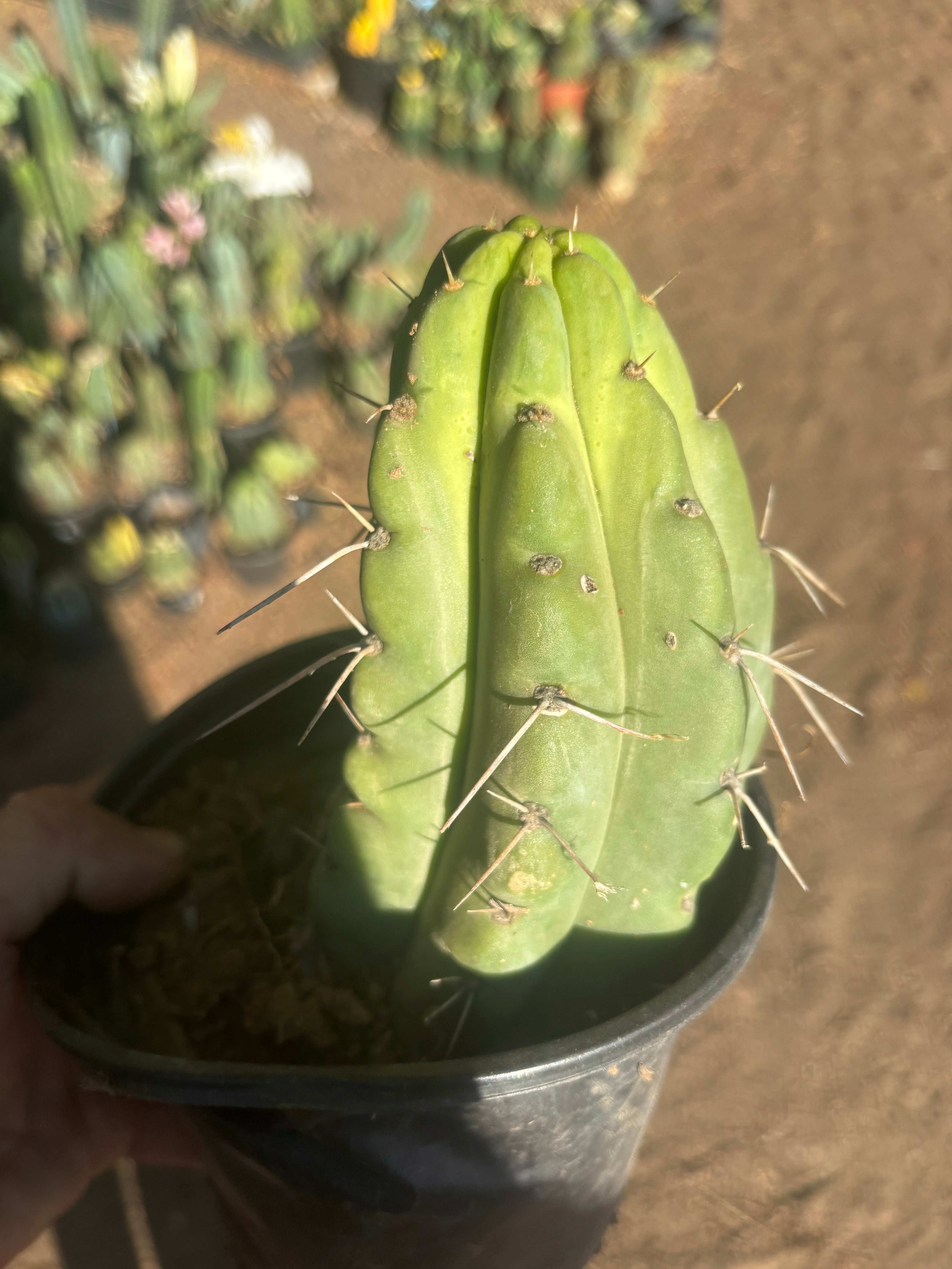 💎🌶️🌶️ NOM — Fully Rooted Grenade