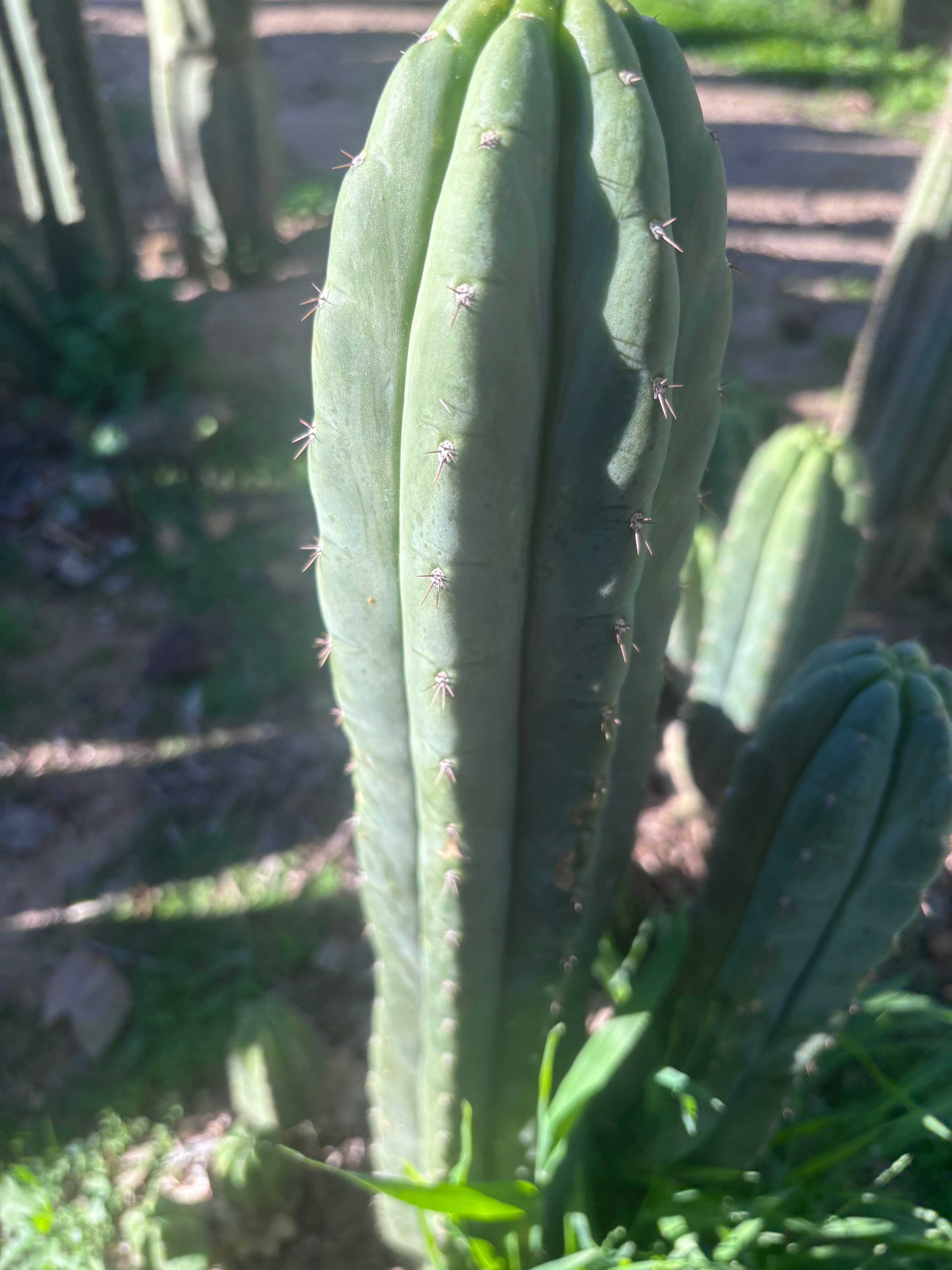 👑🌶️ Blue Ecuador — XL 14” Tip