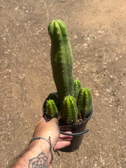 👑💎 DeCosta — 7 Rooted Tips in One Pot