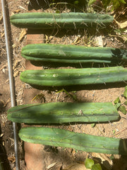 👑🌶️🌶️ Jiimz Twin  — XL 13” Tips (5)