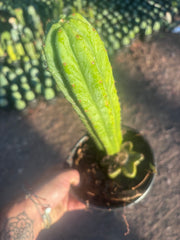 👑🌶️🌶️ Ogun — Rooted Mid with 13” Pup