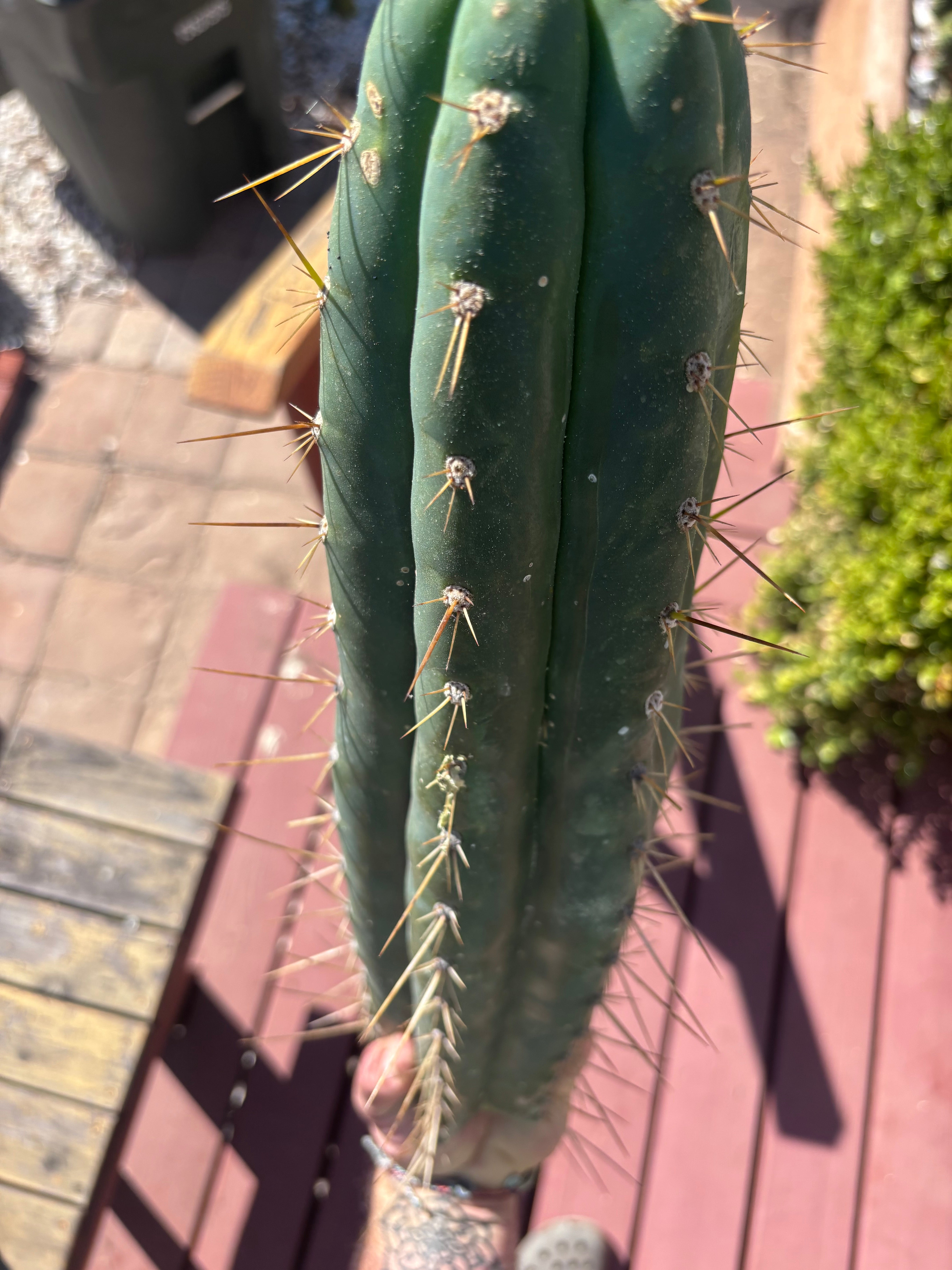 👑💎 Chavin De Huantar — XL 17” Tip