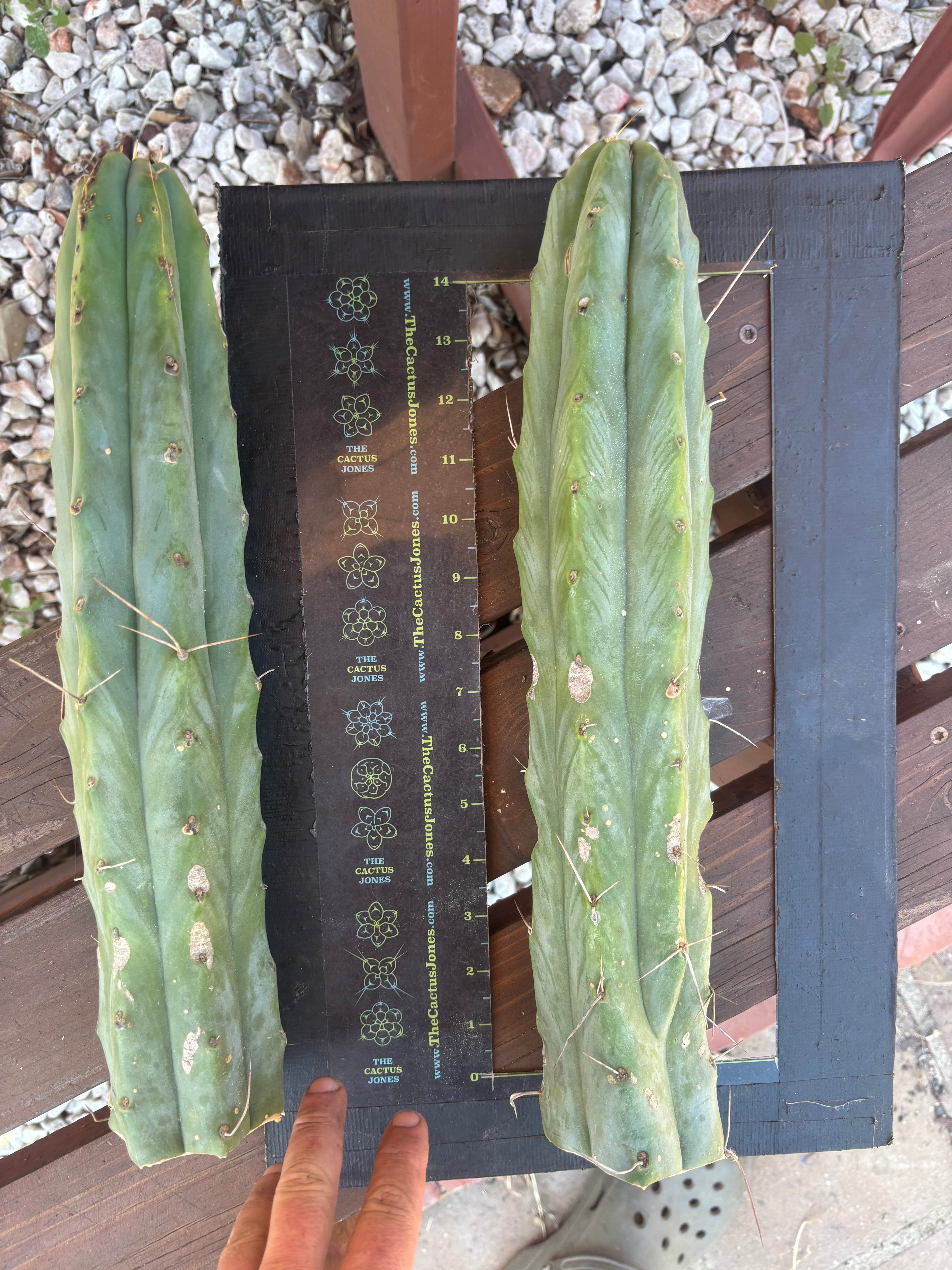 👑🌶️🌶️  Jiimz Twin Spine — XL Mature 15” Tips (Restocked)