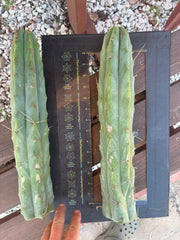 👑🌶️🌶️  Jiimz Twin Spine — XL Mature 15” Tips (Restocked)