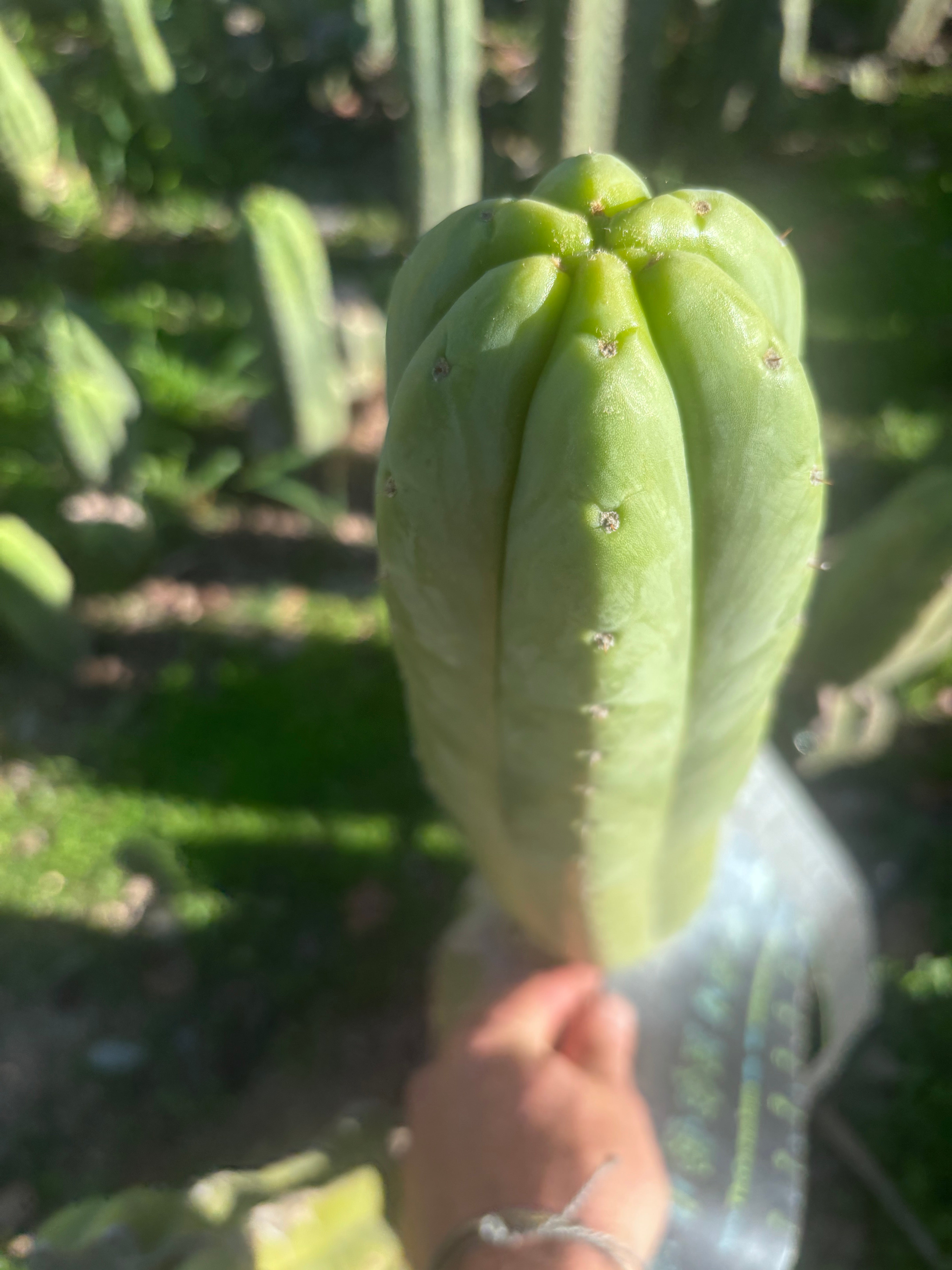 💎👑🌶️🌶️ Ogun — XL 15” Pup