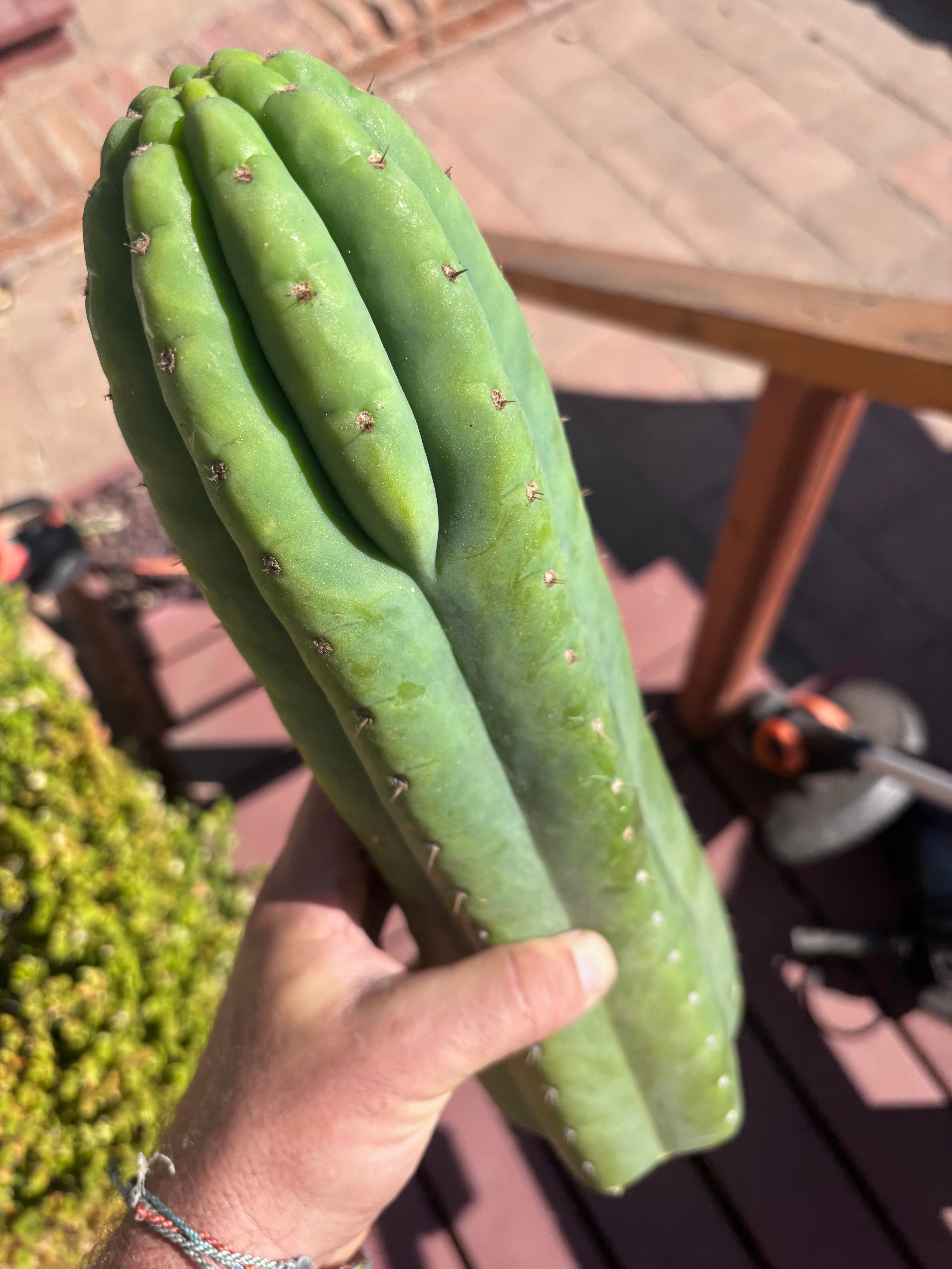 👑🌶️ Juuls Giant — XL 15” Tip