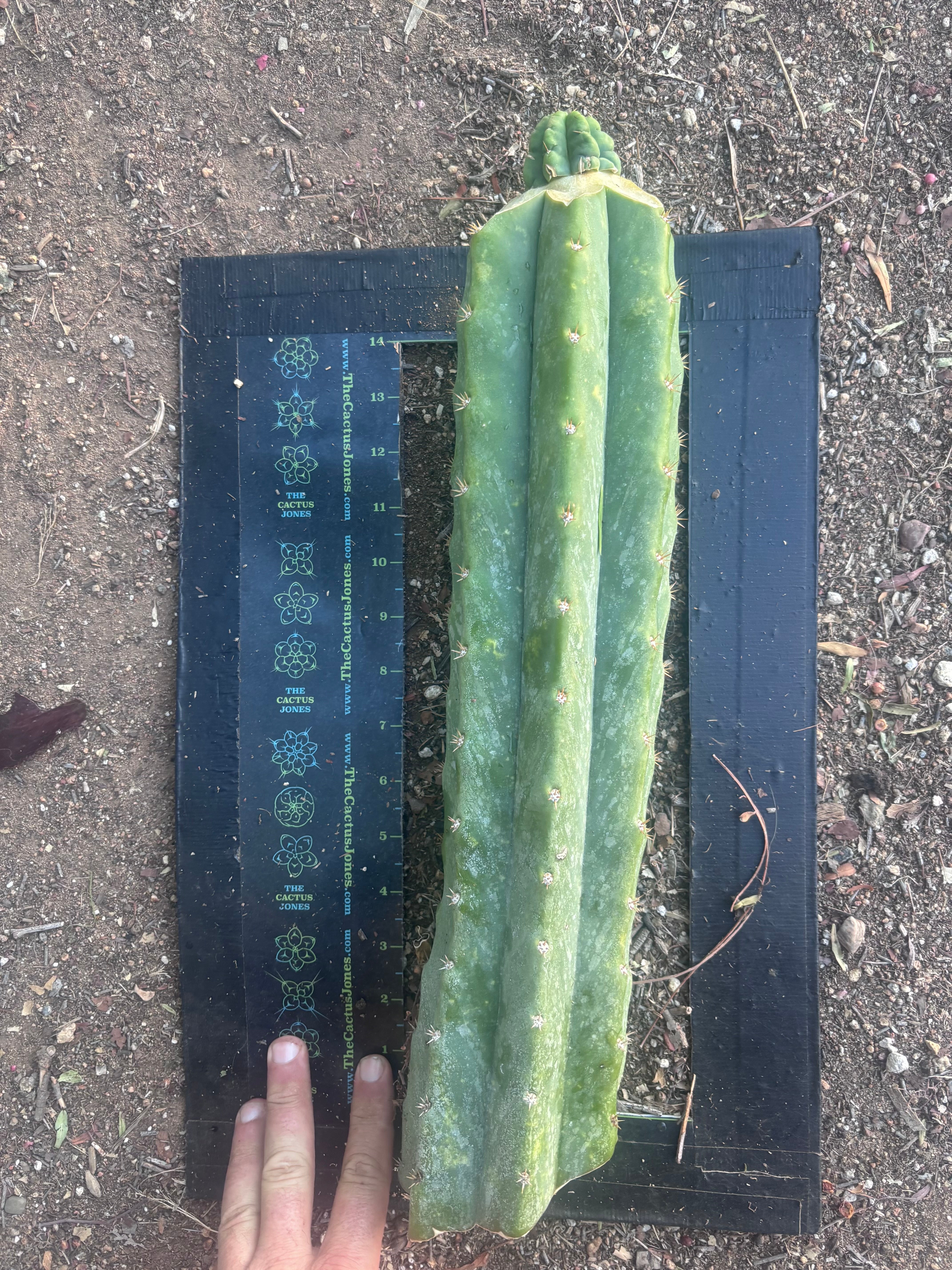 💎👑💎 Havran — Graft on Massive XL Stock