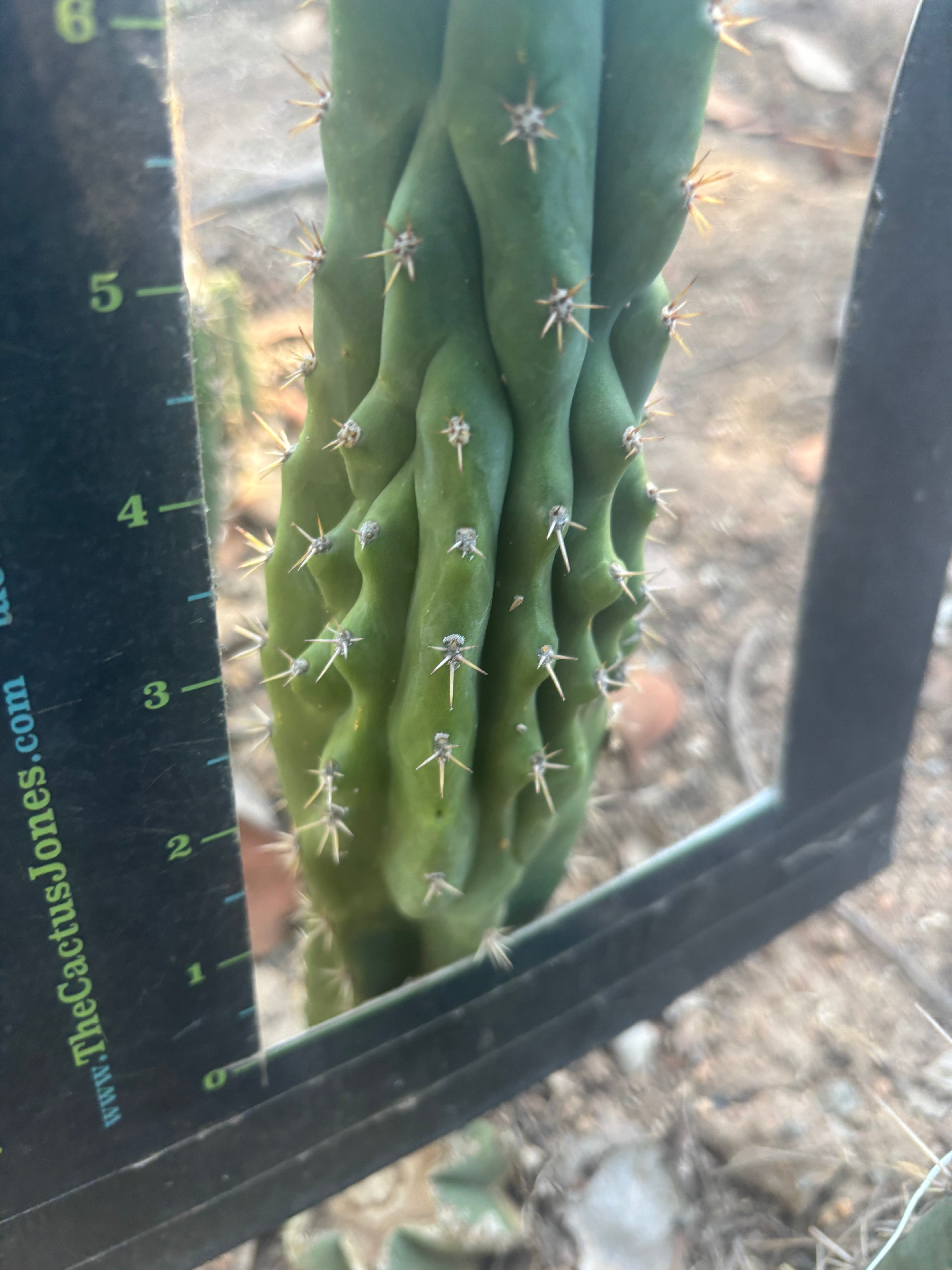 👑🐦‍⬛ RJ’s Clone — 8” Tip
