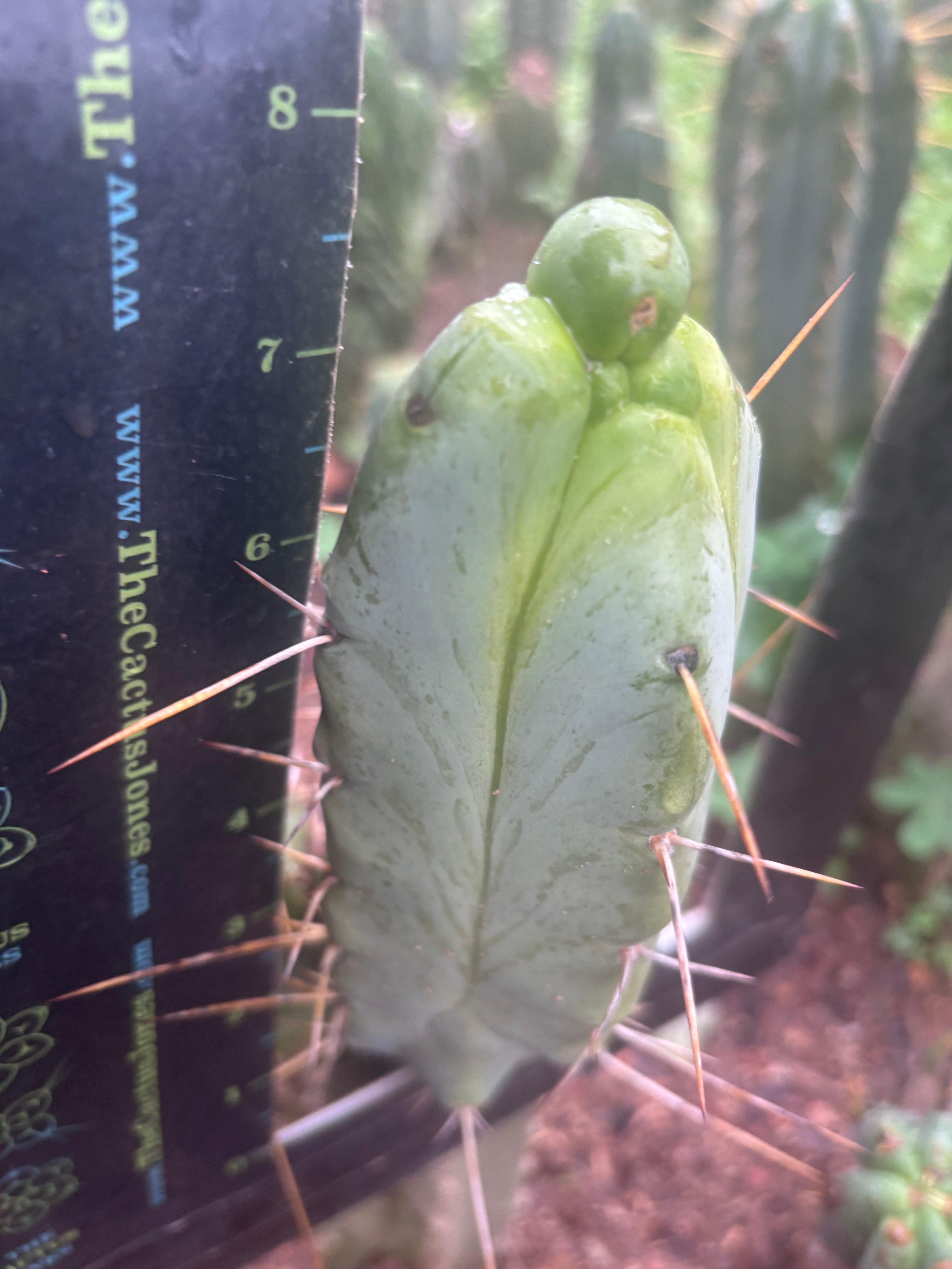 💎👑💎🌶️ Monster De Cota Cota — 8” Pup