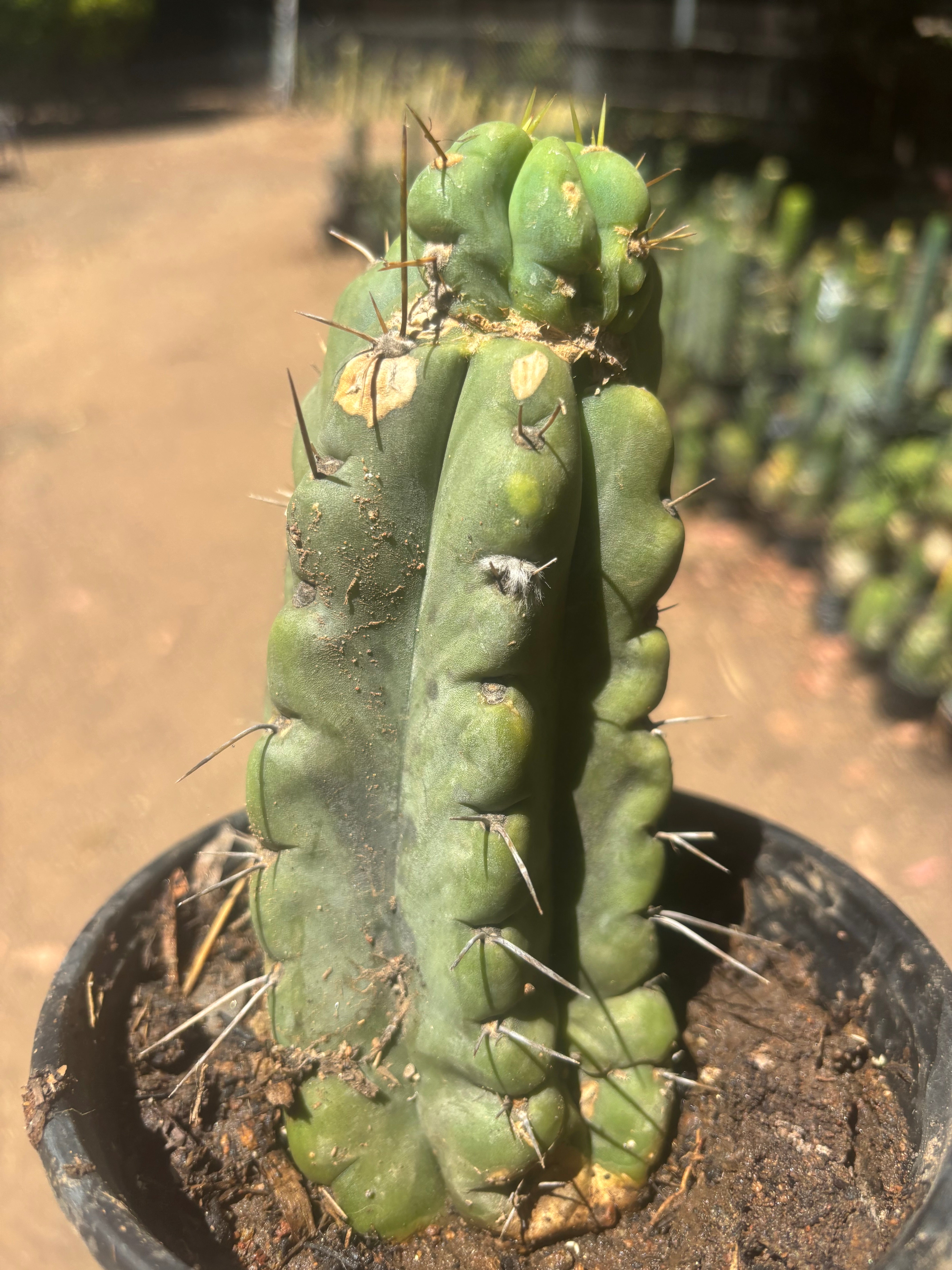 💎🌶️🌶️ NOM — Rooted Pup