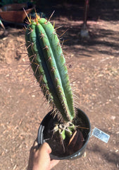 💎👑💎(🌶️ ) Tipz — Fully Rooted 16”