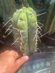 💎🌶️🌶️ NOM — Thick 7” Tip