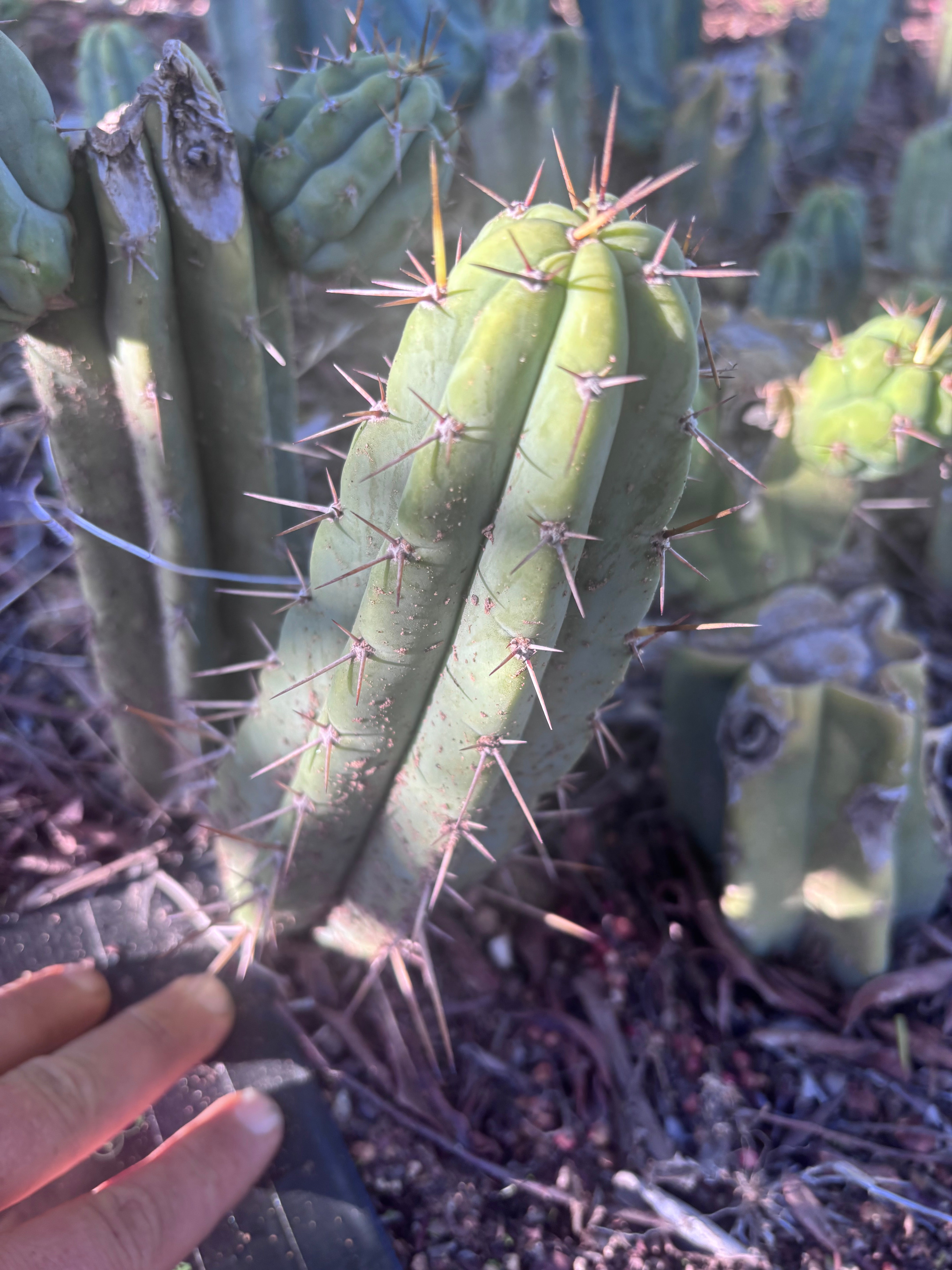 👑🌶️🌶️ Pala! — The Mid Week Pup