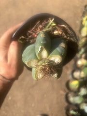 💎👑💎 T. Coquimbanus — Pup Graft on Rooted Scop