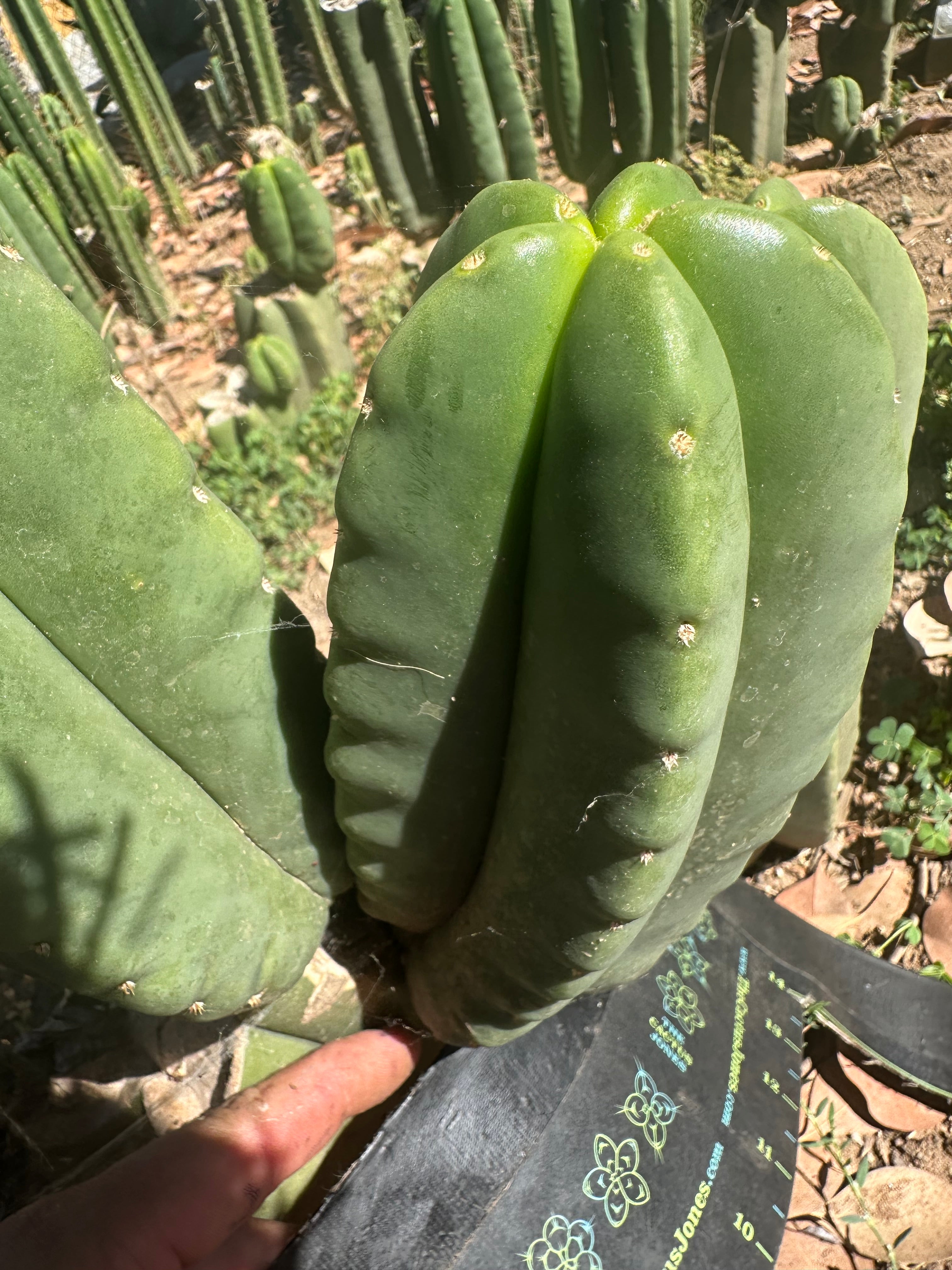 👑🌶️ Zulk — 8” Melon Pup