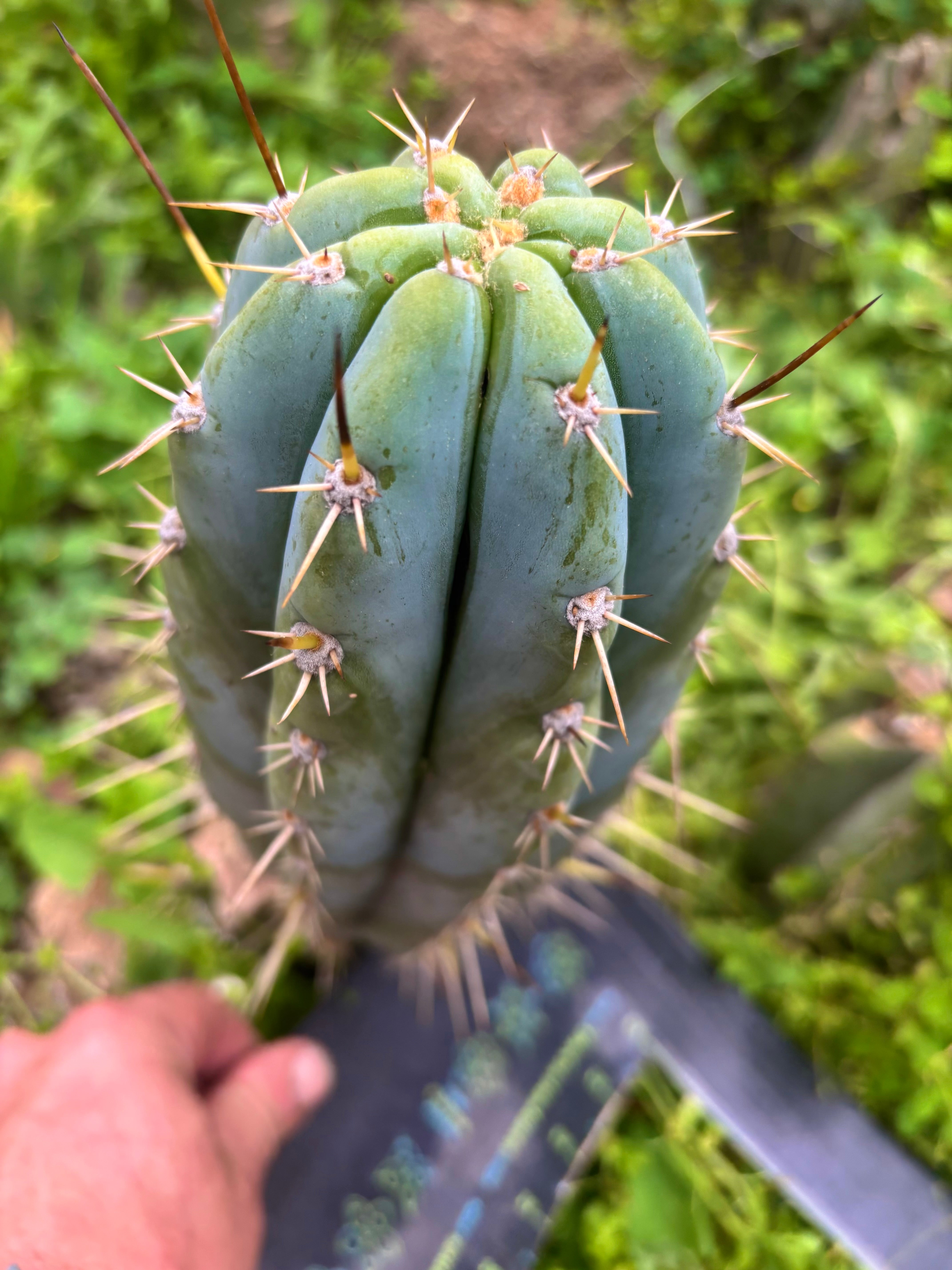 👑💎 Dolphin — Fat 11” Pup