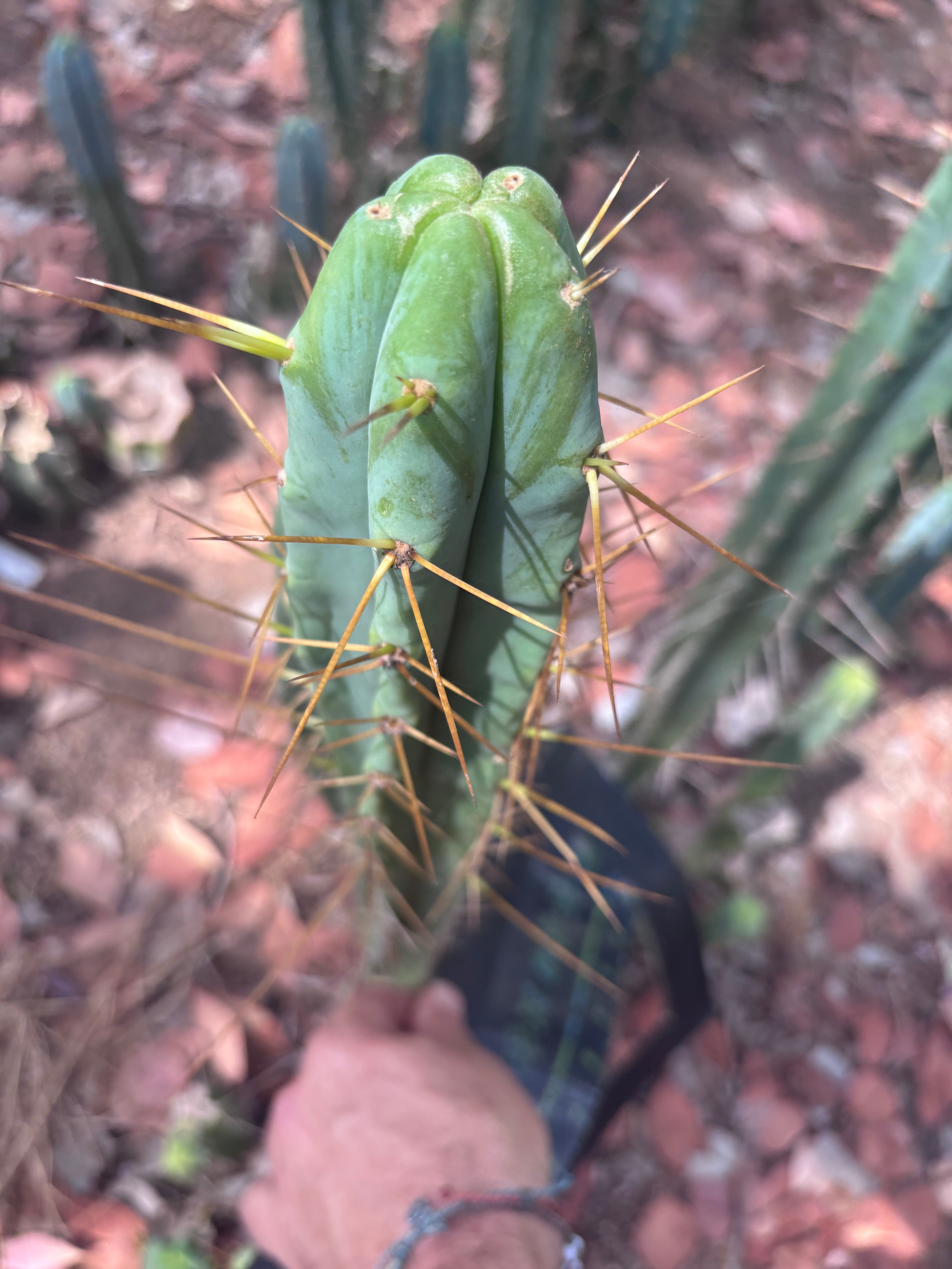 🌶️ Psycho0’ x Sina — 14” Tip