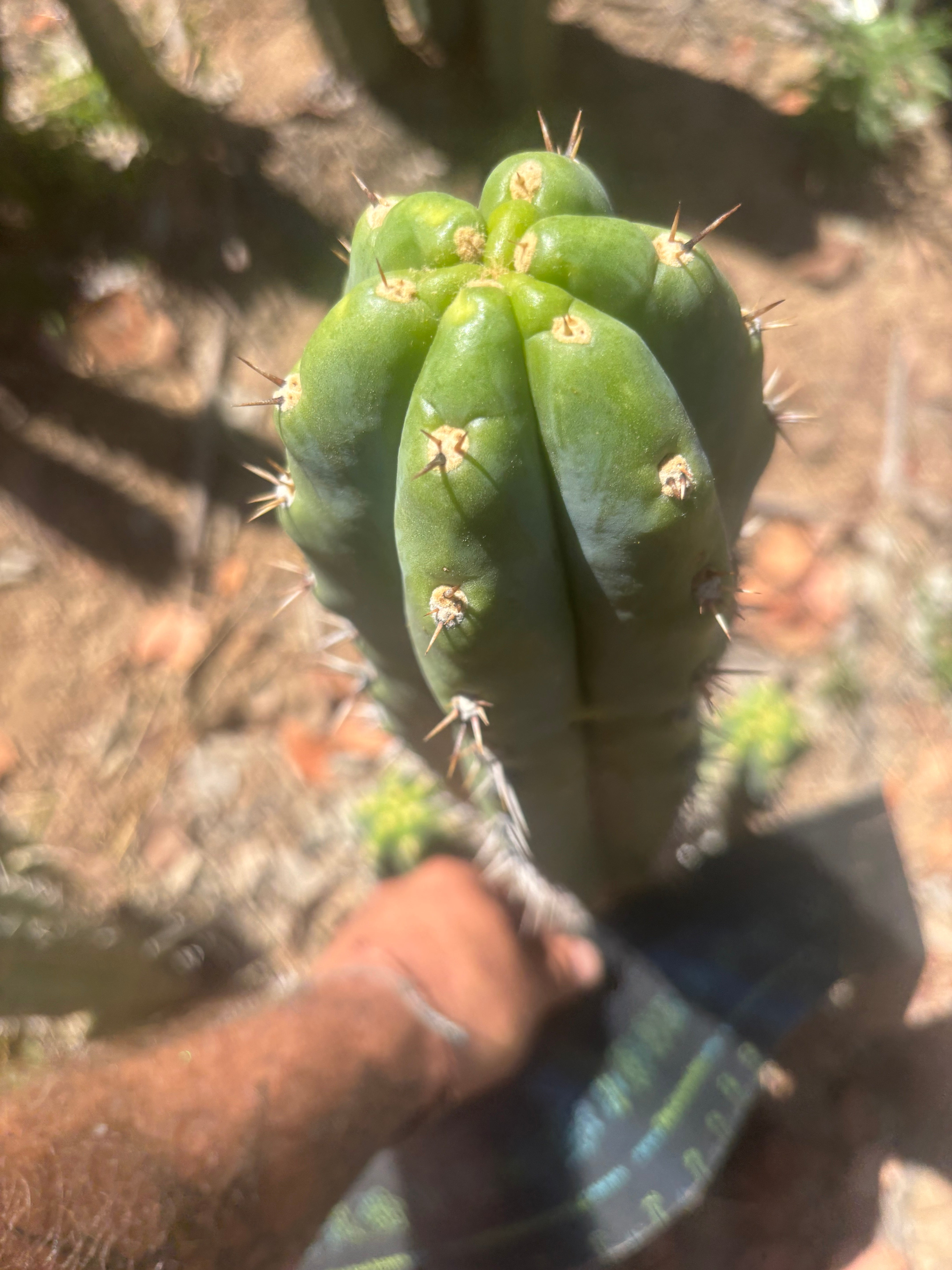 💎 Knuthianus — XL 14” Tip