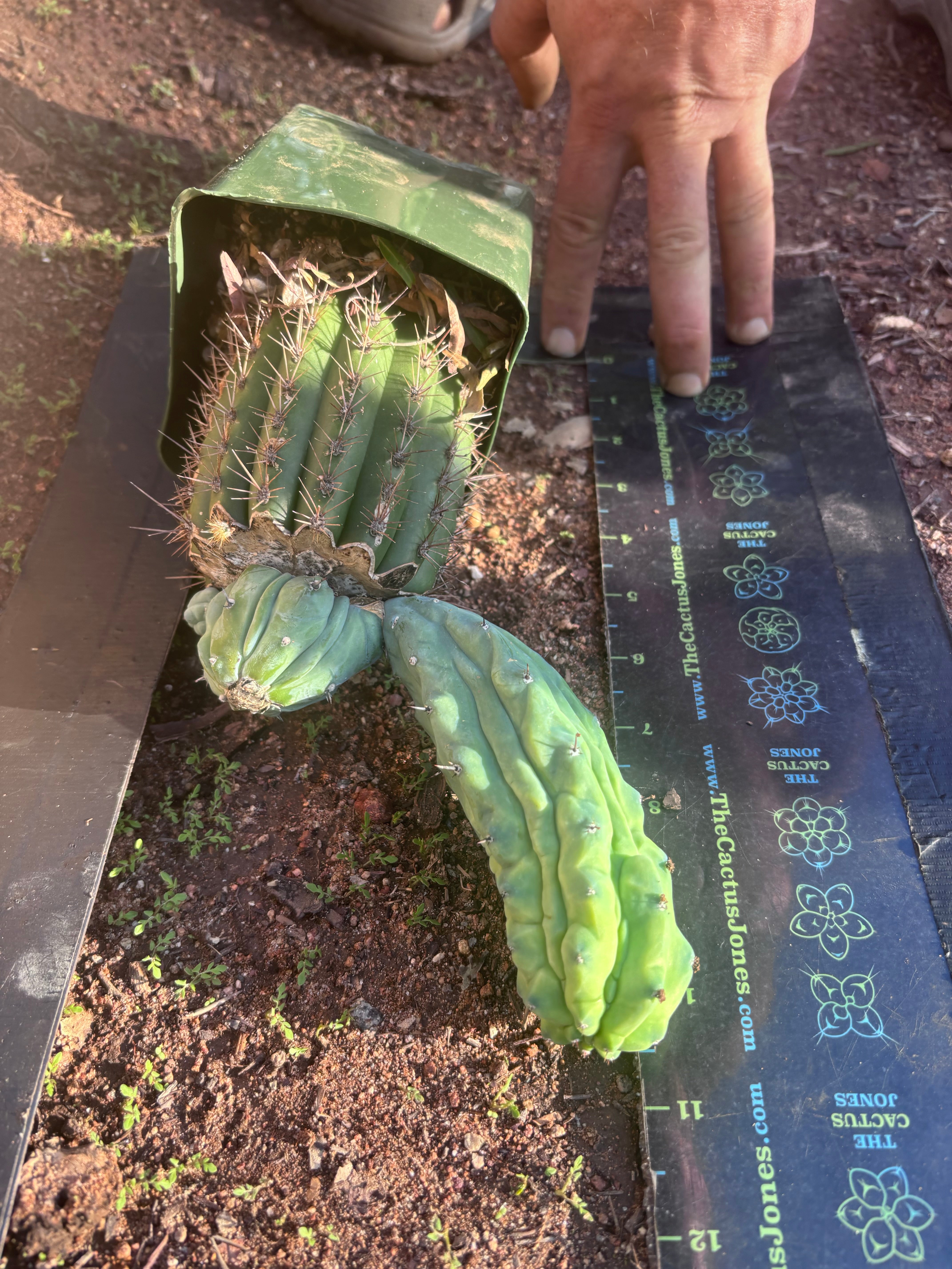 👑💎 Grecas — Rooted Graft with Pup