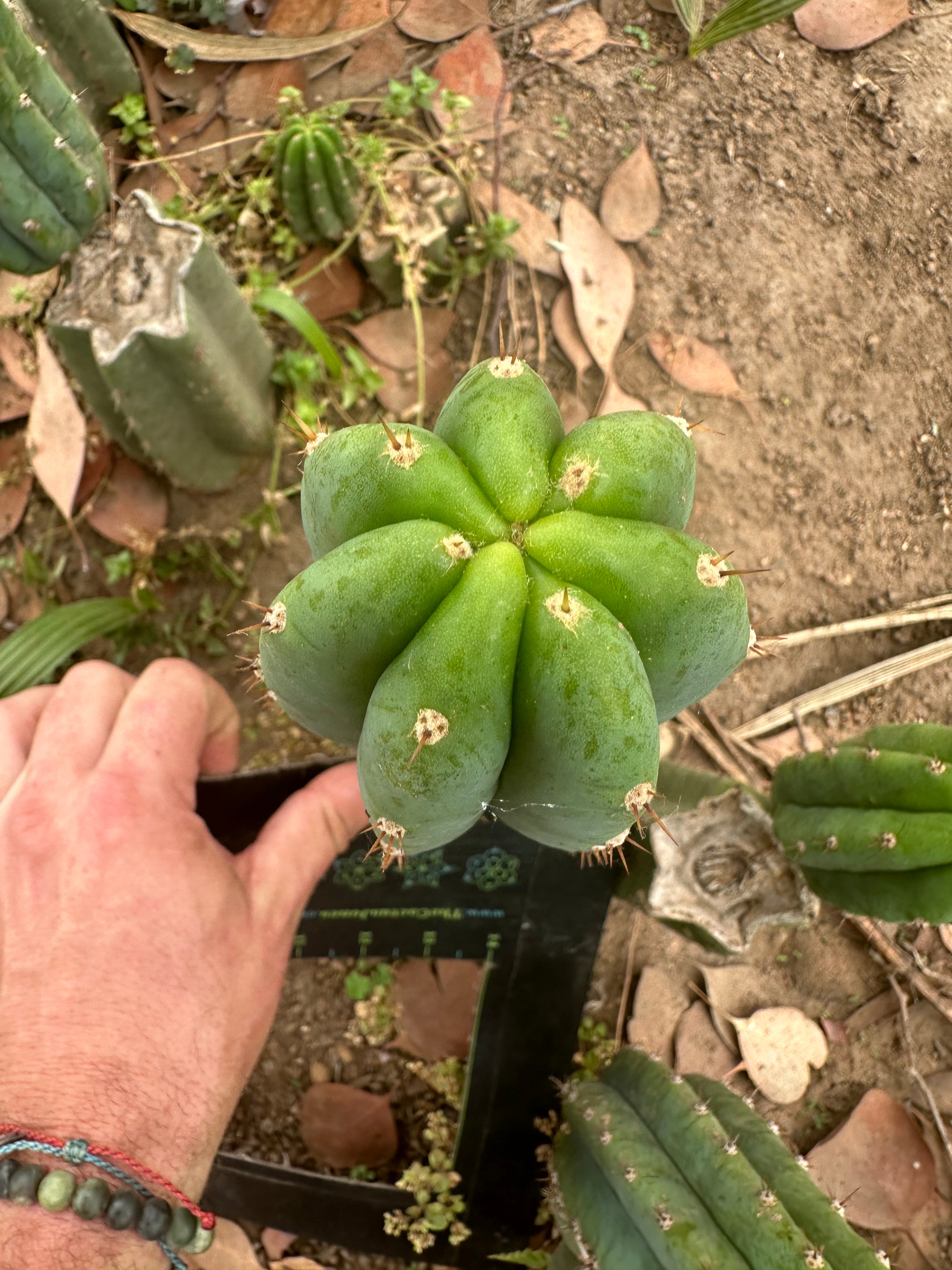 👑🌶️🌶️ Landfill — 10” Pup