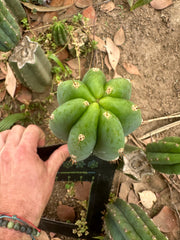 👑🌶️🌶️ Landfill — 10” Pup