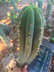 👑🌶️🌶️ Pala — Another 9” Tip