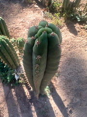 👑🌶️ KK339 — 10” Tips (3)