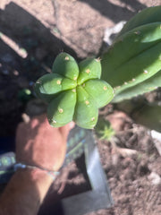 👑🌶️ DaFuq —  13” Pup