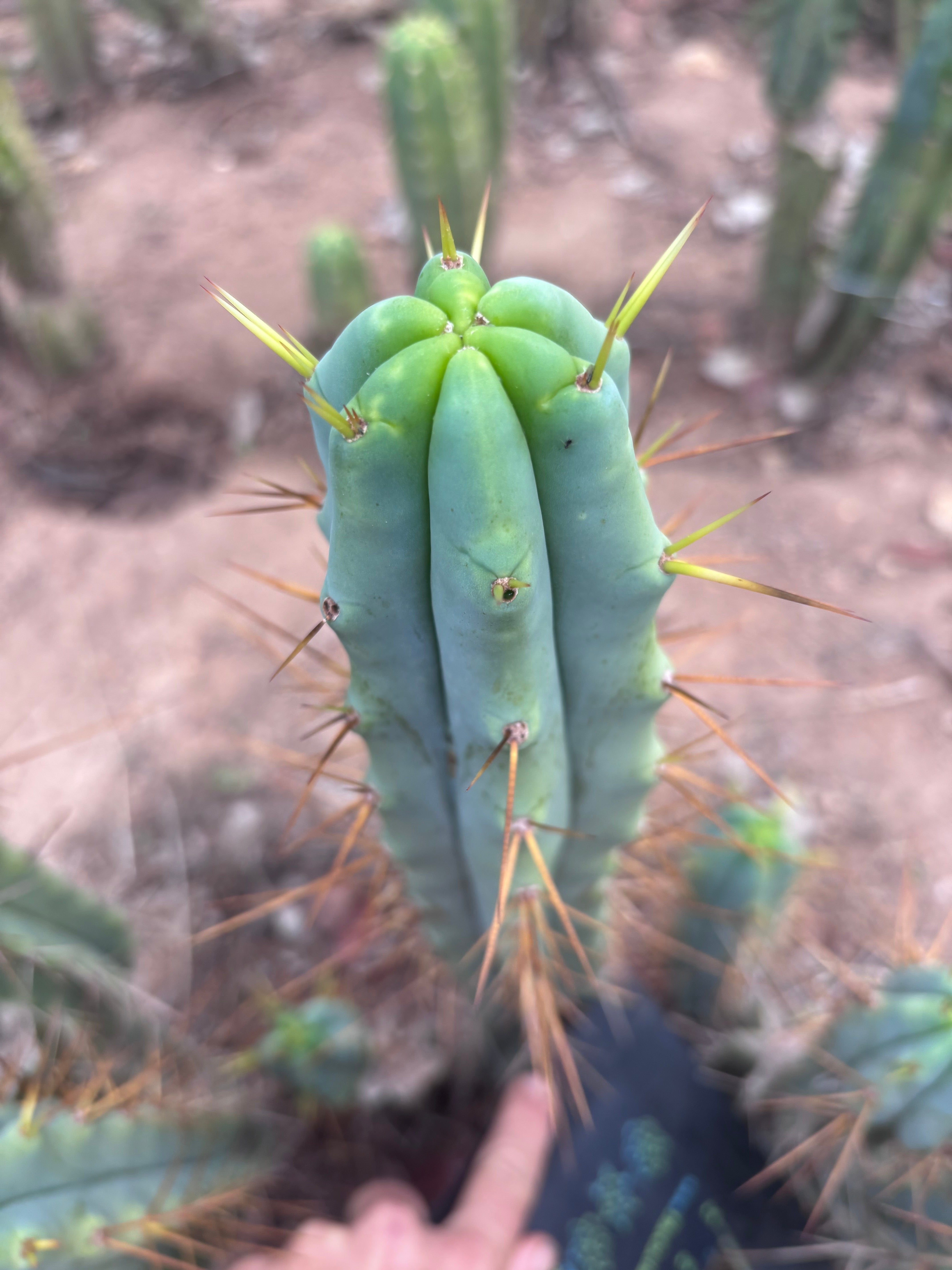👑🌶️ Medicine Man — XL 14” Tip
