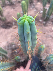 👑🌶️ Medicine Man — XL 14” Tip