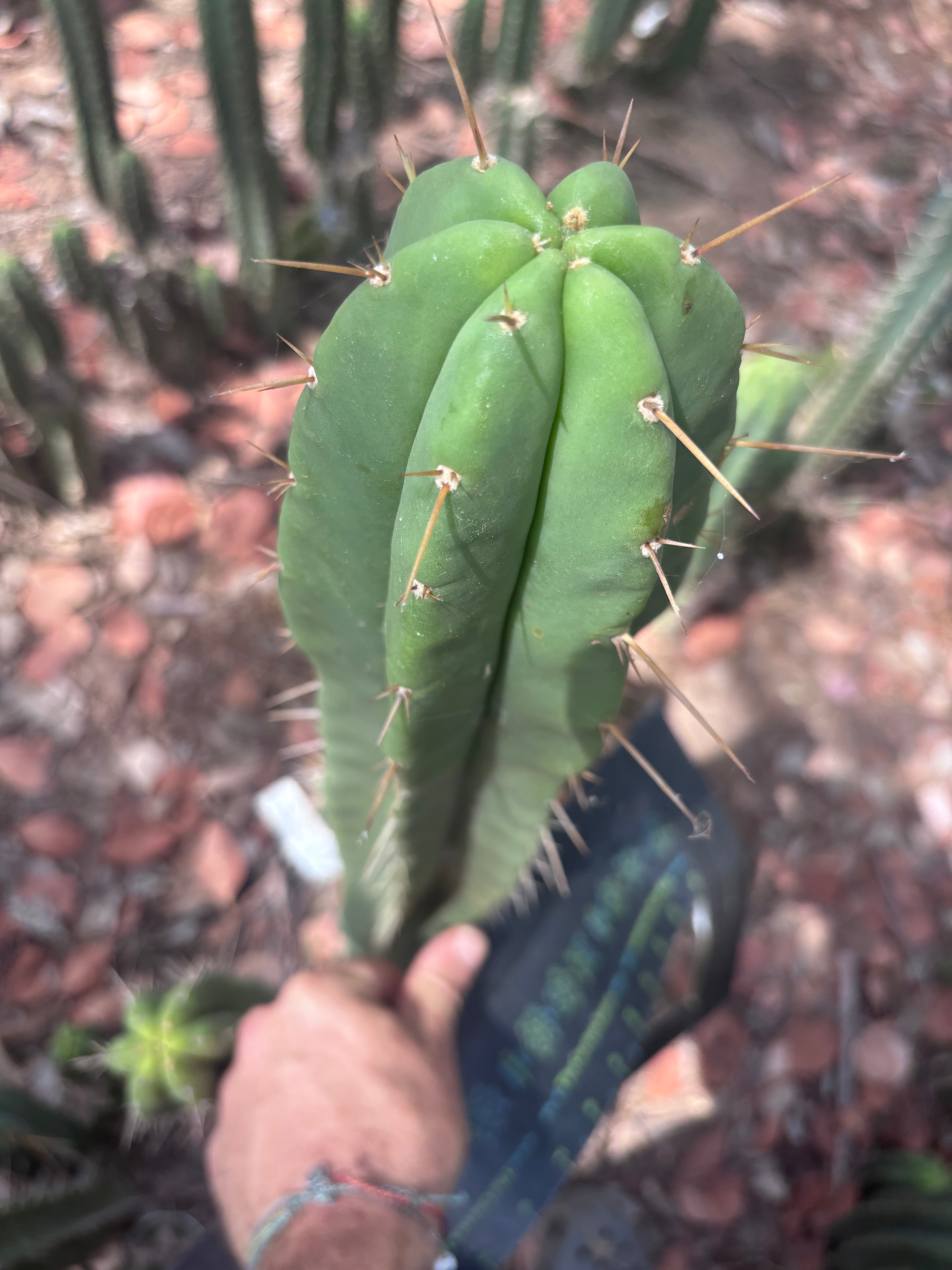 👑🌶️ Malo4 (F2)  — XL 14” Tip