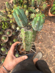 Wild Andes x SS02 — 10” Rooted Mid w/ Pups