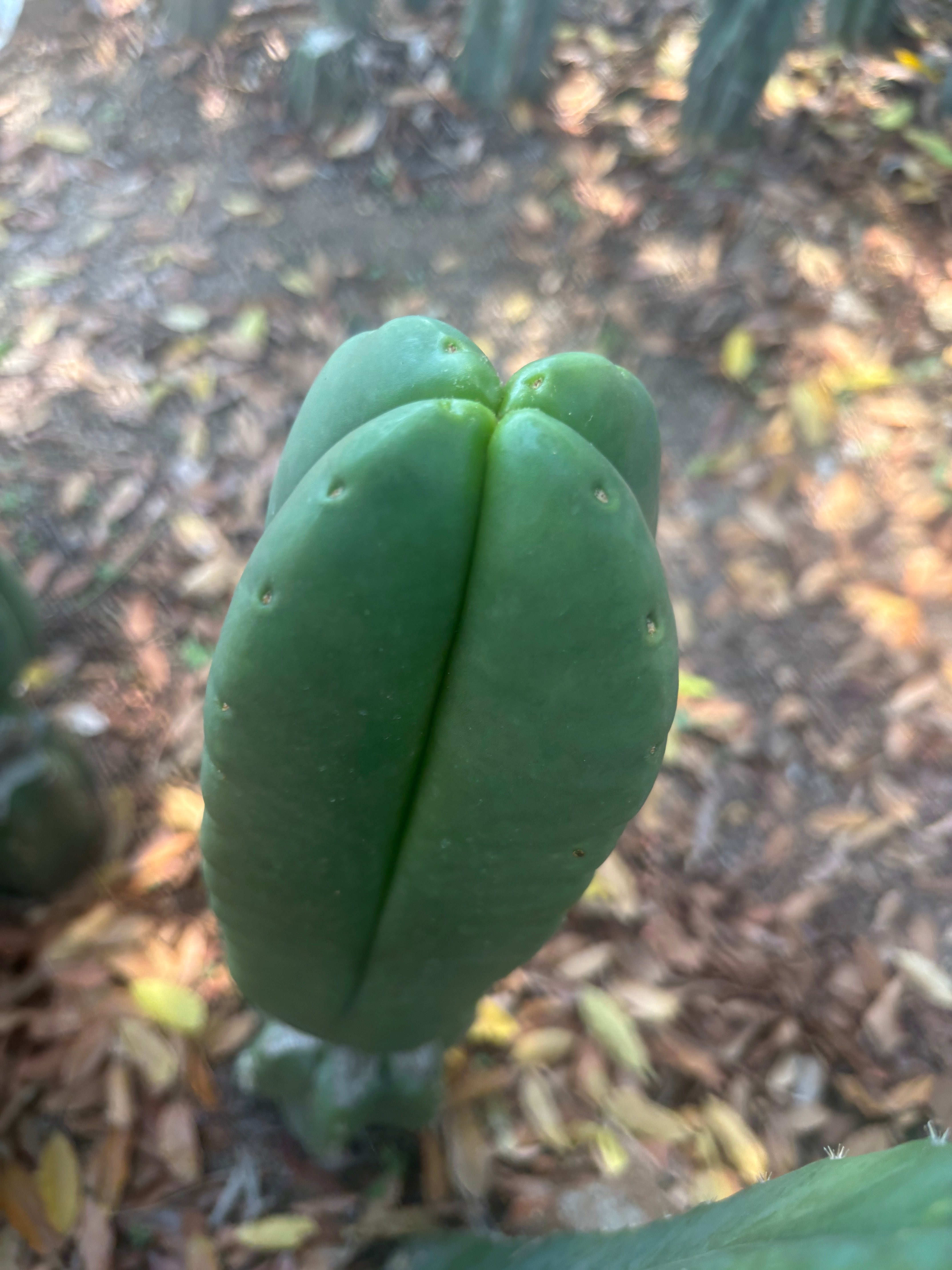 💎👑🌶️ Ferah — Plump FourWang 8” Tip