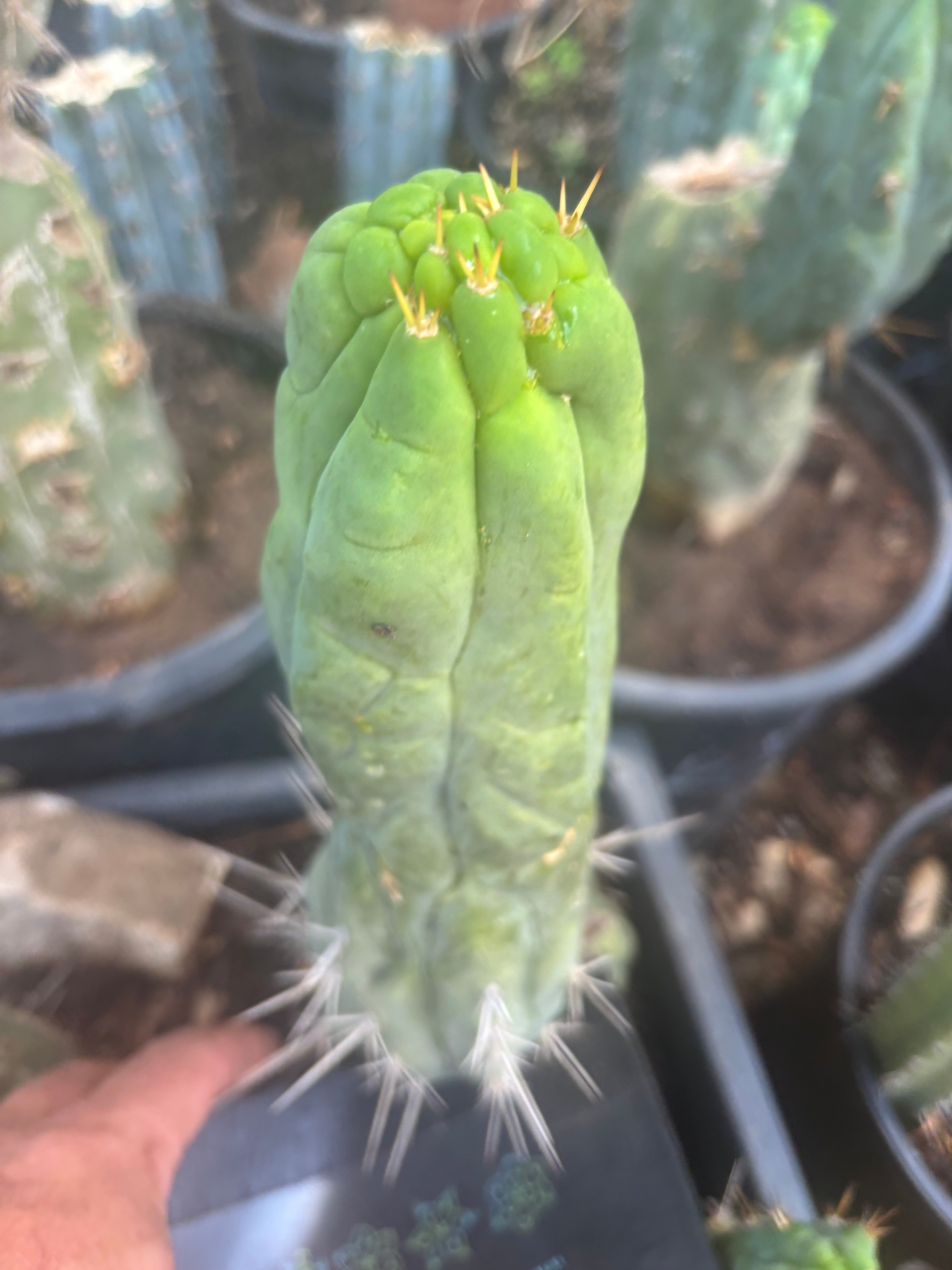 💎👑🐉 Bruce’s Dragon — Thick 10” Pup