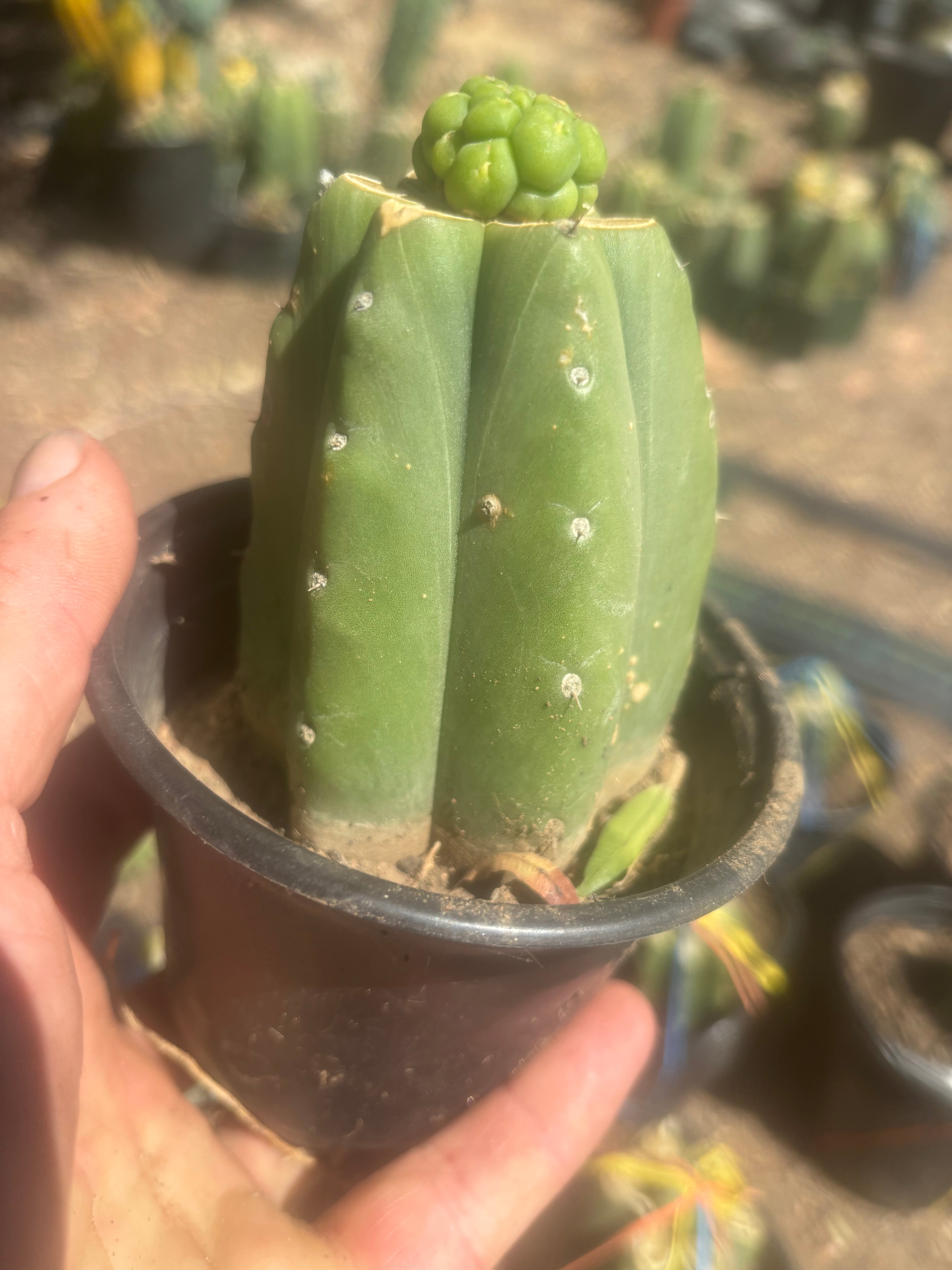 💎👑💎 Havran — Pup Graft on Rooted Pierre