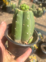 💎👑💎 Havran — Pup Graft on Rooted Pierre