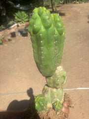 👑 TPM — Large Rooted Multi-Pupper