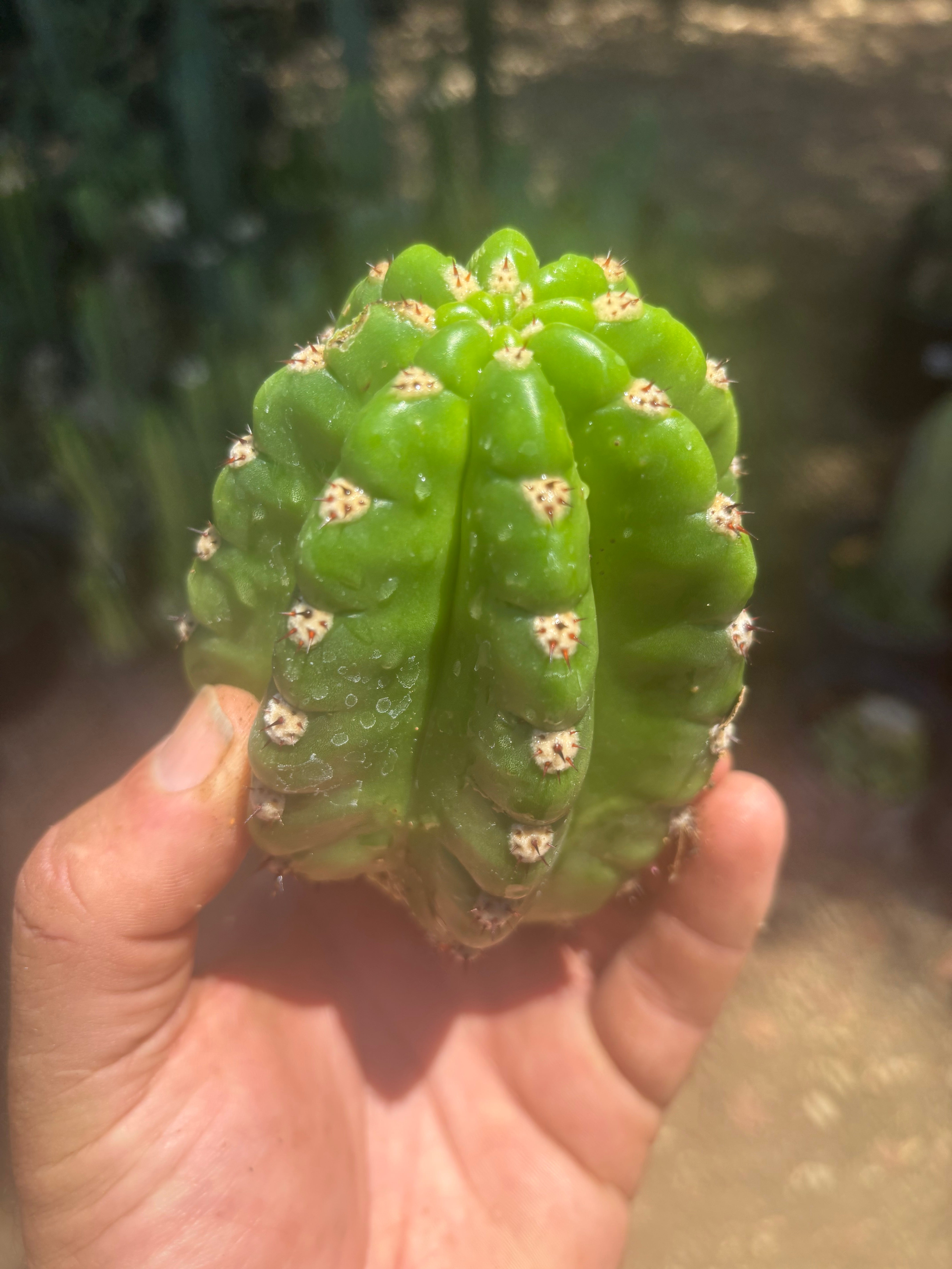 💎🦄💎 JS444 x Pluto (Cross Genus!) — Fat 5” Grenade