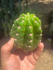 💎🦄💎 JS444 x Pluto (Cross Genus!) — Fat 5” Grenade