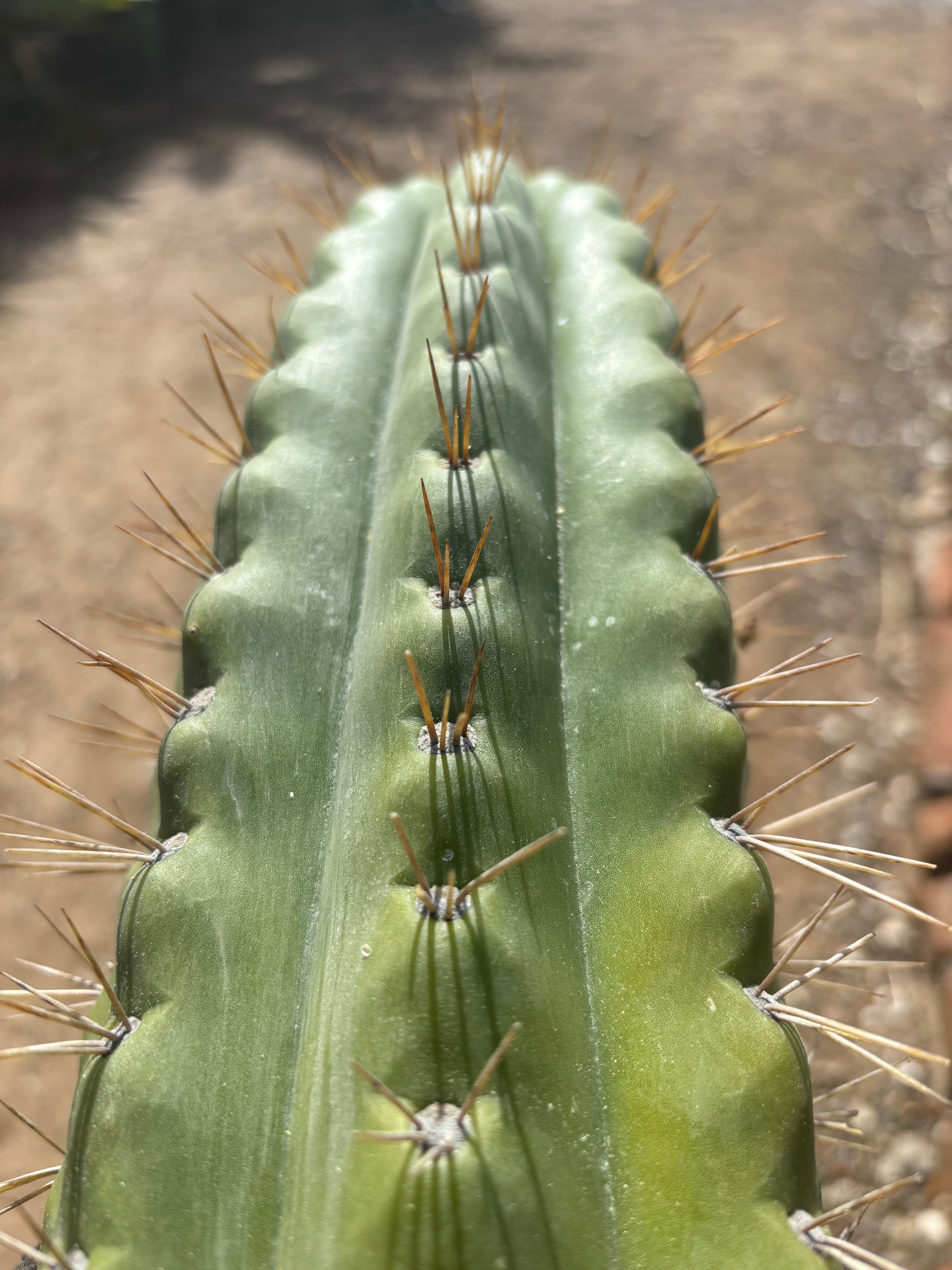 🌶️ SS02 x Kimura’s Spiny Giant   — 14” Tip